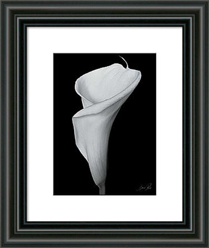 Arum Lily II