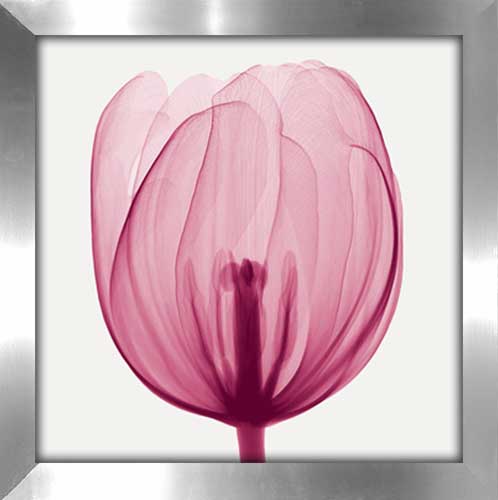Tulips I [Positive]