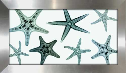 Starfish Collection (teal)