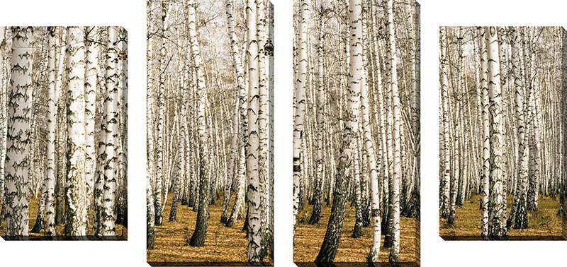 Birch Trees 3