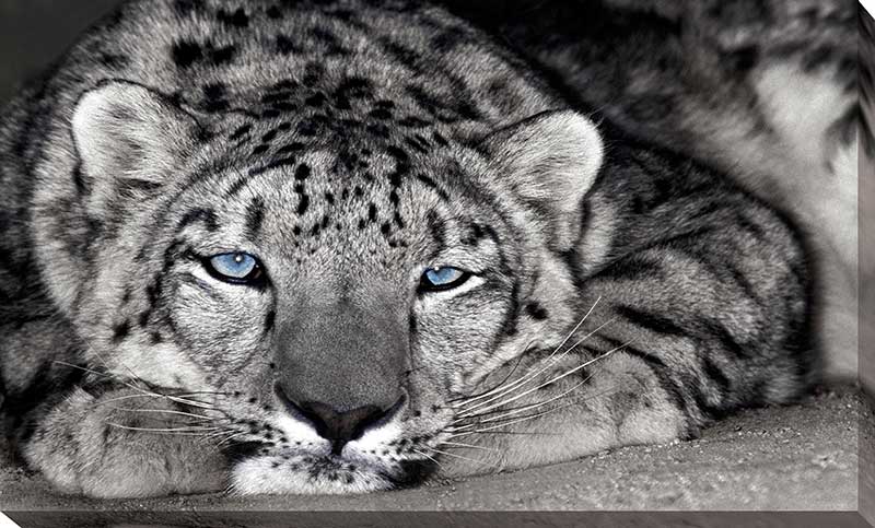 Snow Leopard Sanctuary
