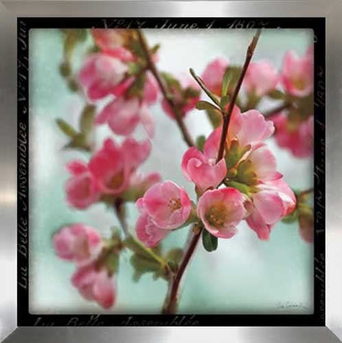 Quince Blossoms II