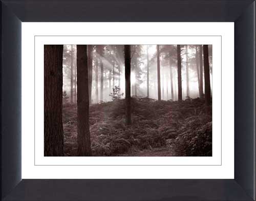Forest Mist I