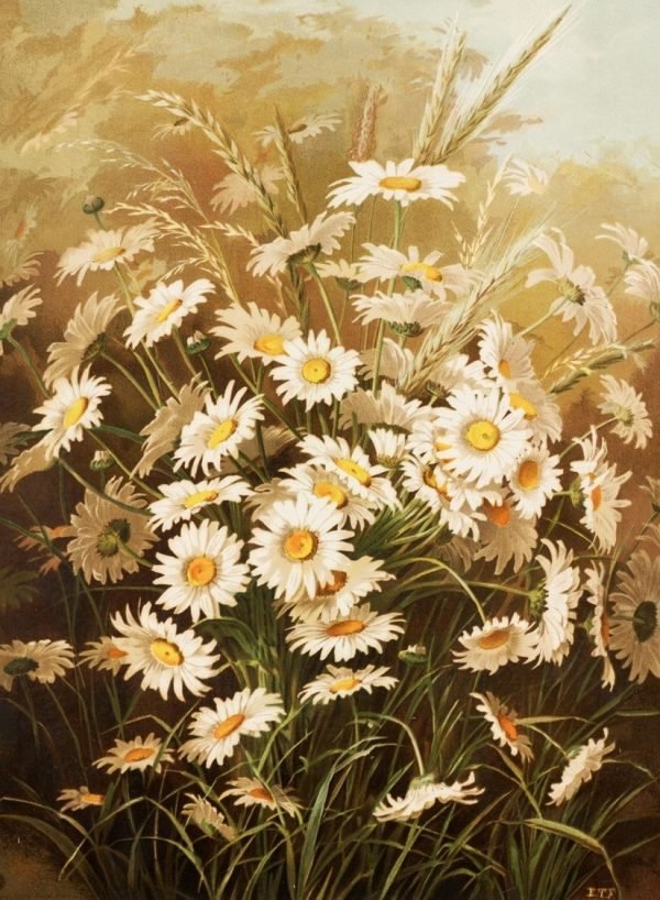 Daisy Flowers Photographty Print