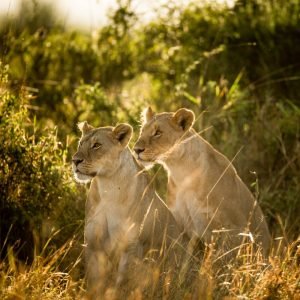 Animals