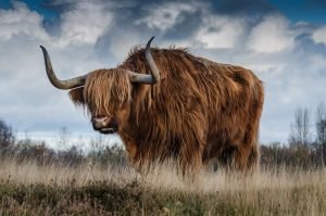 Big Highland Bull Picture canvas wall art and poster print