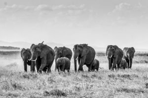 Black and White Elephant Herd picture Poster and canvas wall art print