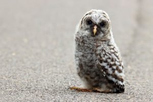 Barred owl Fledgling
