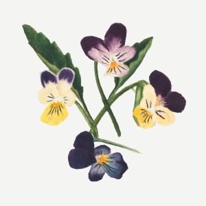 Floral & Botanical