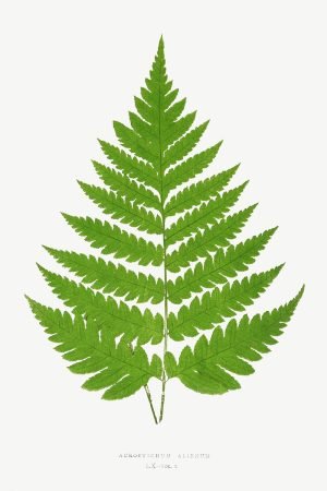 Botanical Vintage Green Acrostichum Leaves poster and canvas print