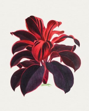 Hawaiian Red Ti Leaf poster and canvas print