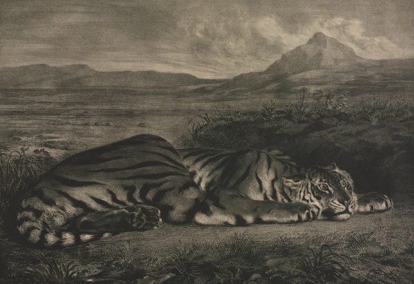 Le Tigre Royale Eugène Delacroix