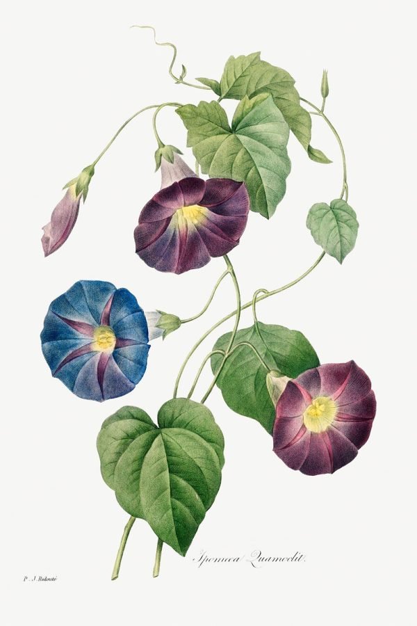 Morning Glory (Star-glory) Pierre-Joseph Redouté Art Print