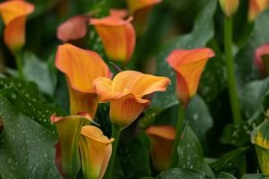 Orange Calla Lily picture poster and canvas print