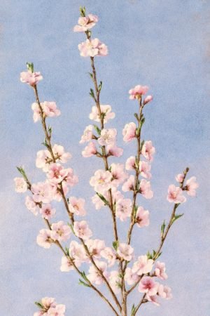 Pink Peach Blossoms painting canvas wall art and poster print