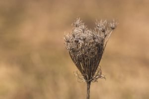 Queen Anne's Lace picture poster and canvas print