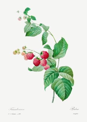 Raspberry by Pierre-Joseph Redouté vintage botanical art painting print