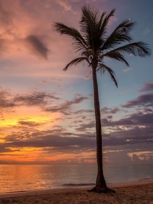 Sunset Palm tree Beach Poster
