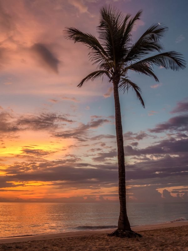 Sunset Palm tree Beach Poster