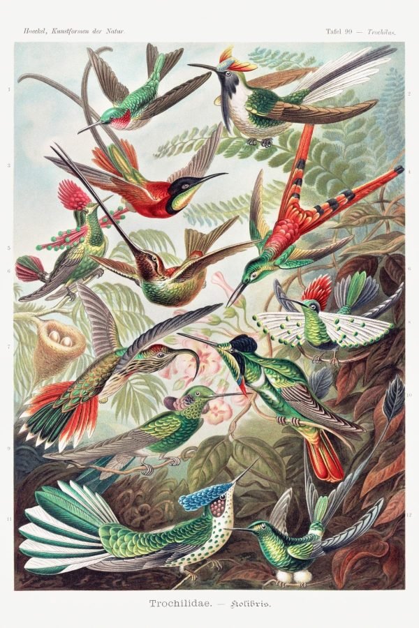 Type of Hummingbirds Artwork poster and canvas wall art print
