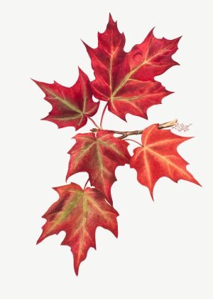 Vintage Autumn Leaves Mary Vaux Walcott botanical art painting poster and canvas print