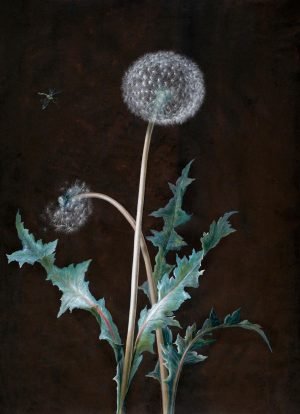 Vintage Dandelion poster and canvas print