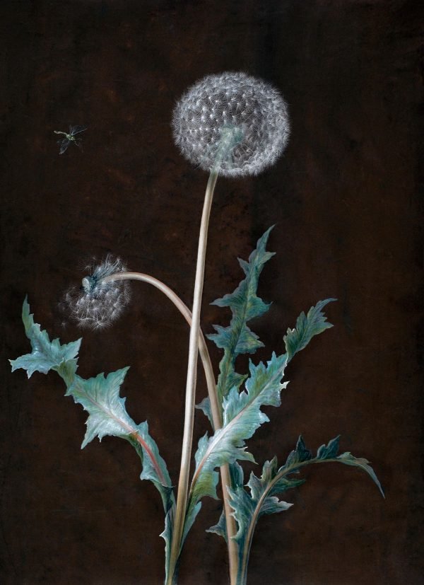 Vintage Dandelion poster and canvas print