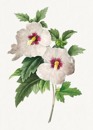 Vintage Hibiscus Painting Pierre-Joseph Redouté