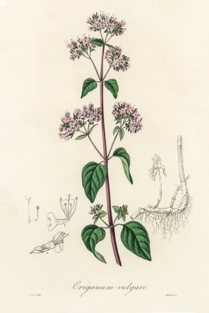 Vintage Oregano Botanical Drawing