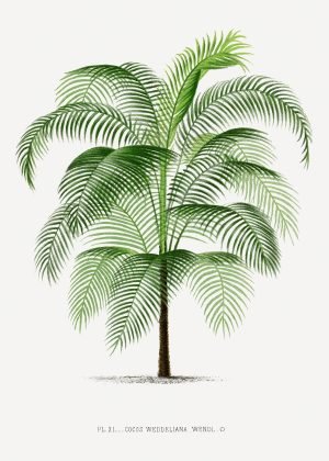 Vintage Palm Tree poster and canvas botanical print