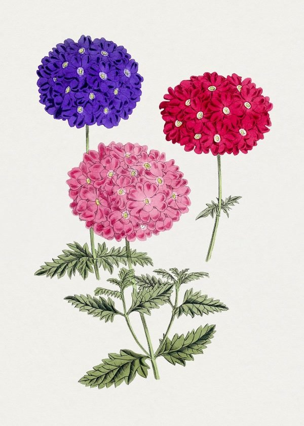 Vintage Red Purple Pink Hydrangeas Painting