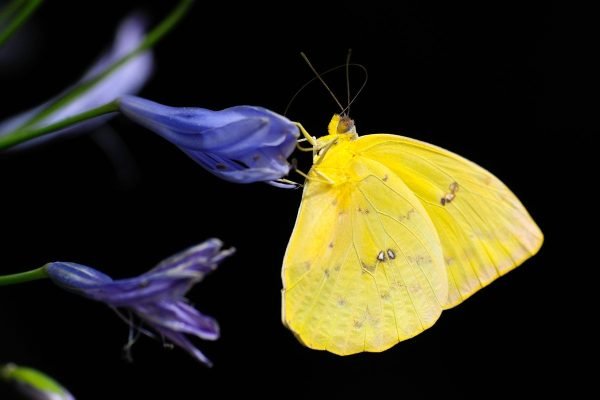 Yellow Butterfly canvas and poster framed wall art prints