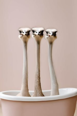 3 Ostrich in a Bathtub print framed poster and canvas wall art