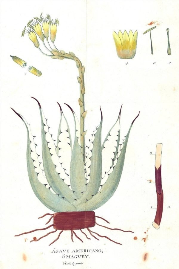 Vintage Agave Botanical illustration framed poster print and canvas wall art