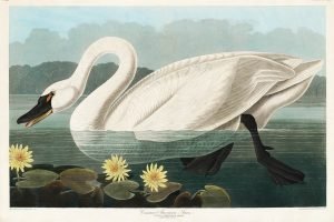 Vintage American Swan John James Audubon prints framed poster and canvas wall art