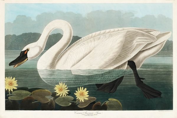 Vintage American Swan John James Audubon prints framed poster and canvas wall art