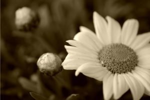 Big Daisy Sepia Photo on canvas and poster print