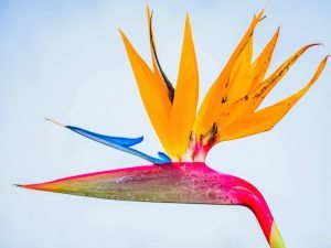 Bird of paradise Flower Print picture framed poster and canvas wall art