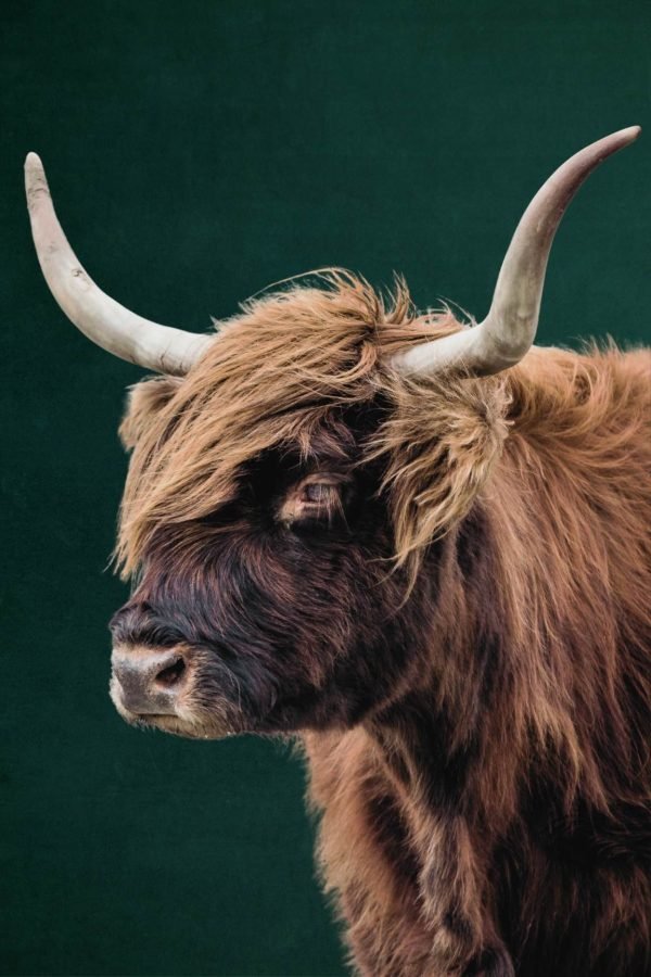 Brown Hairy Cow with Horns Portrait framed poster print and canvas wall art