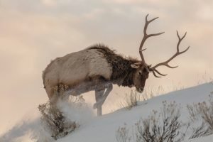 Bull Elk on Snow Wall Art picture canvas print and framed posters