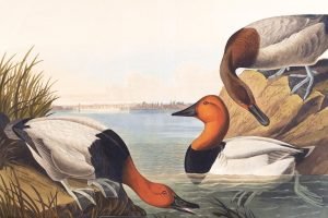 Canvas backed duck Print John James Audubon framed bird prints