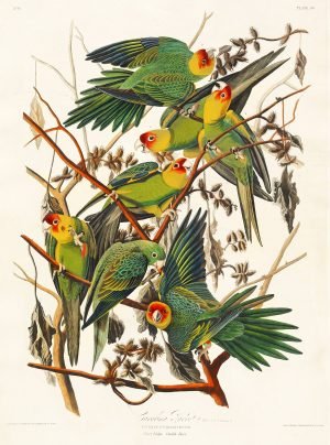 Carolina Parrot Print John James Audubon