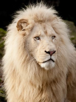 Close Up White lion Photo framed poster print and canvas art
