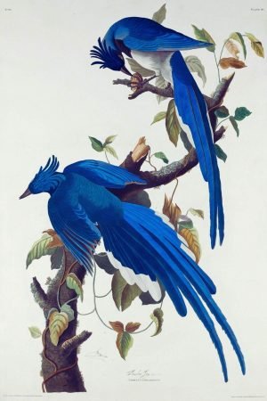 Columbia Jay Print John James Audubon american birds framed poster and canvas wall art