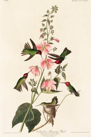 Columbian Humming Bird John James Audubon birds of america painting botanical bird print