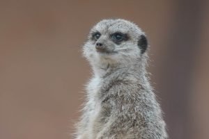 Cute Meerkat Photo print framed poster and canvas art