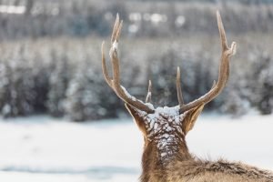 Elk Portrait From Behind Picture Print framed poster and canvas wall art