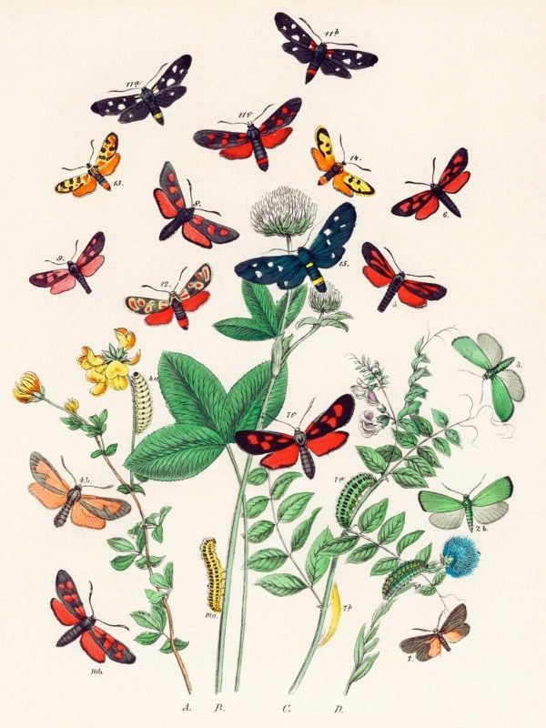 European Butterflies and Moths poster and canvas print