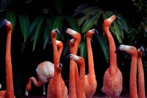 Flock of Flamingos Poster and canvas picture print