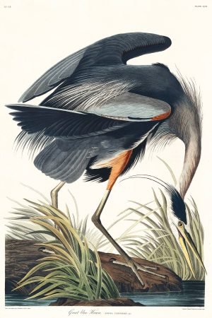 Vintage Great blue Heron Print John James Audubon Framed Poster and Canvas Artwork